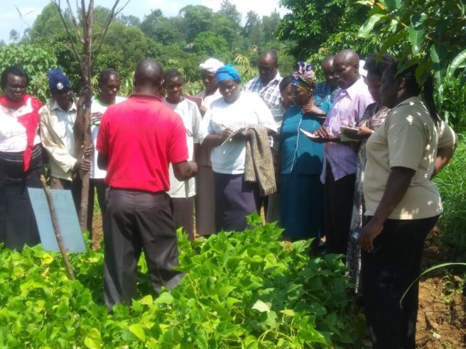 A High Iron Bean field day in Bungoma County