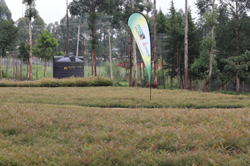 ACORN Agroforestry