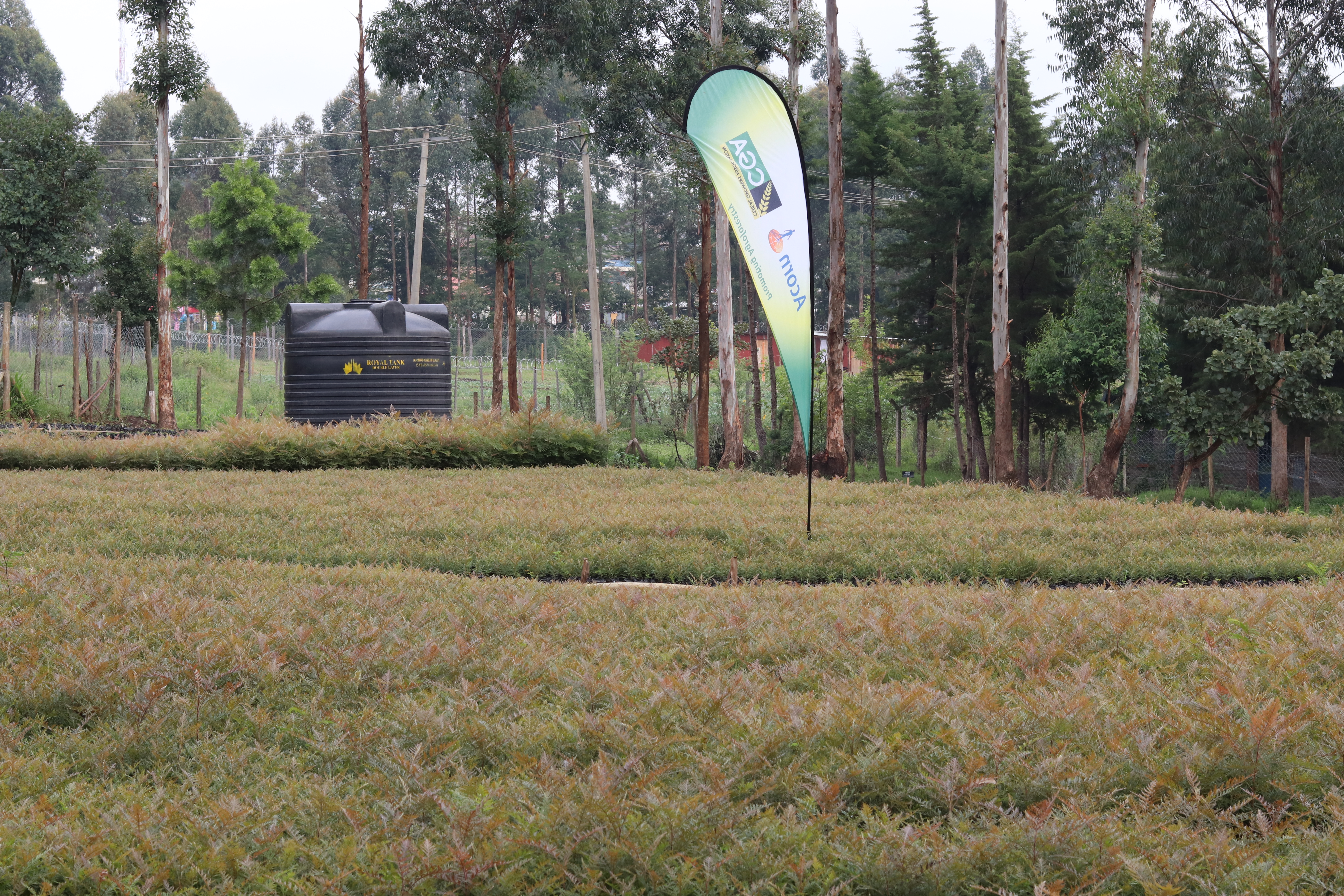ACORN Agroforestry